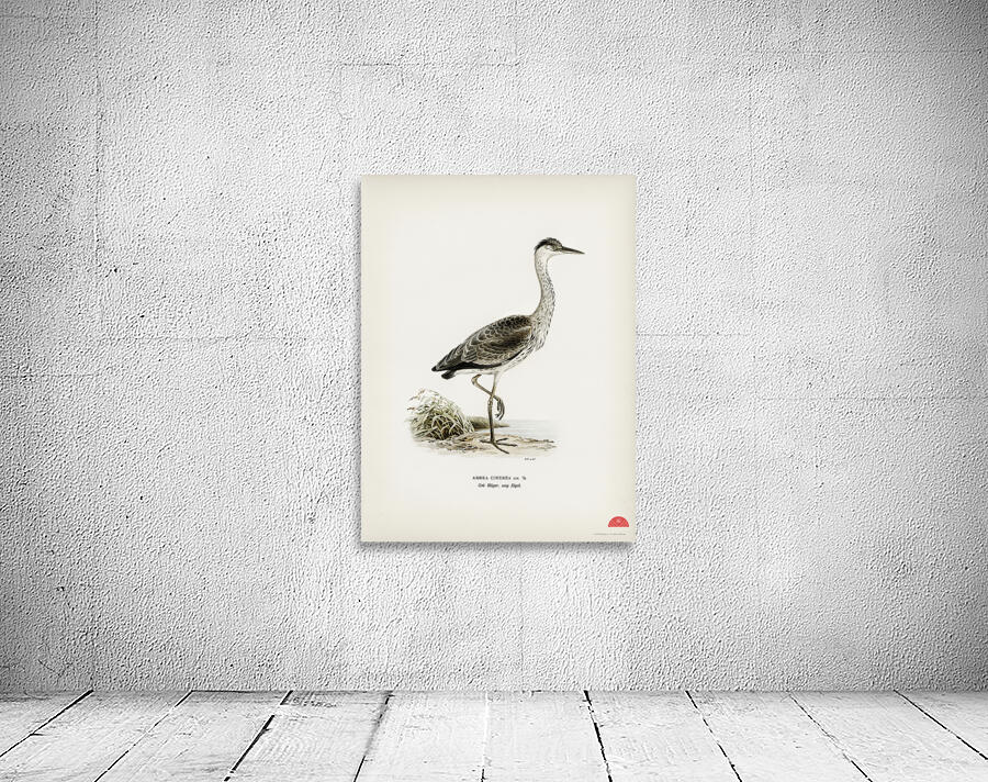 Gray heron Ardea cinerea Wall Preview
