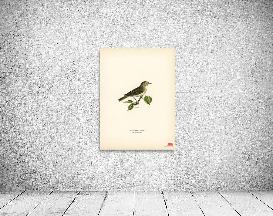 Garden warbler Sylvia borin Wall Preview