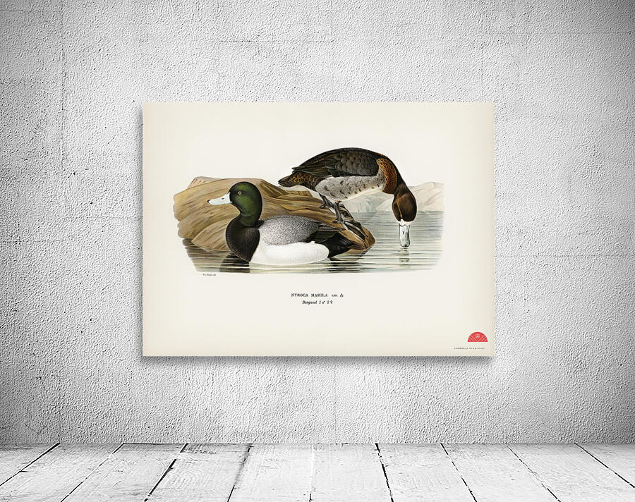 Greater Scaup Scaup Nyroca marila Wall Preview