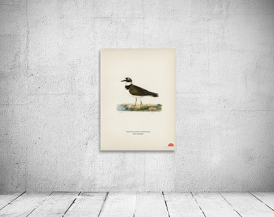 Little Ringed Plover Charadrius dubius Wall Preview