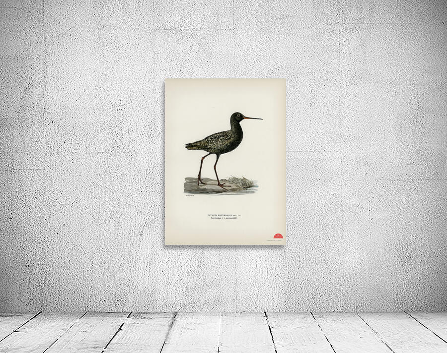 Spotted redshank Totanus erythropus Wall Preview