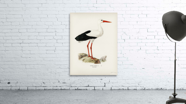 White stork ♀ Ciconia ciconia Wall Preview