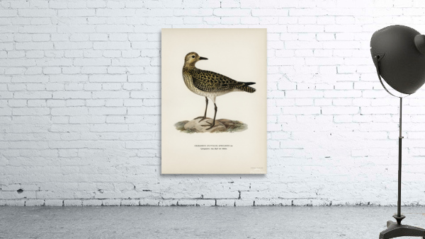 European Golden-Plover charadrius pluvialis apricarius Wall Preview