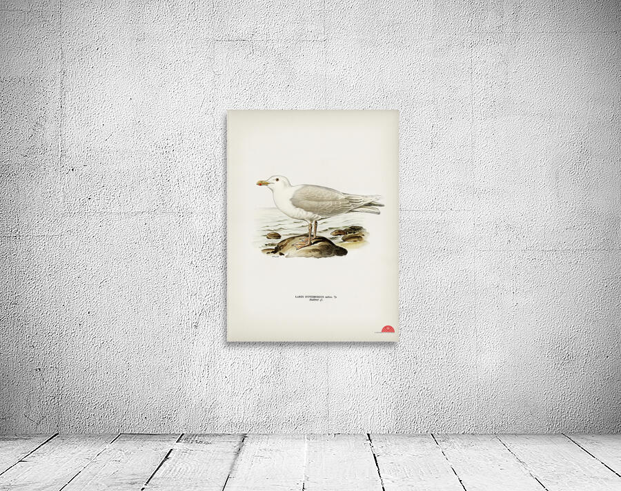 Glaucous gull ♂ Larus hyperboreus Wall Preview