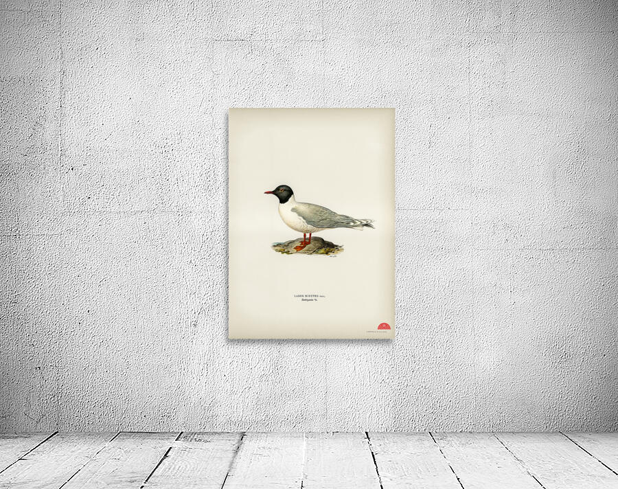 Little gull Larus minutus Wall Preview