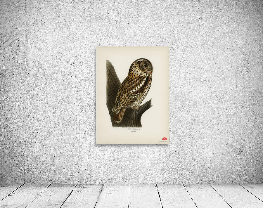 Little gull Larus minutus Wall Preview