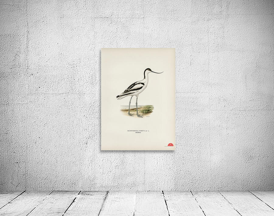 Pied avocet Recurvirostra avosetta Wall Preview