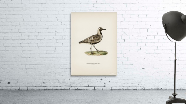 Grey plover Squatarola squatarola Wall Preview