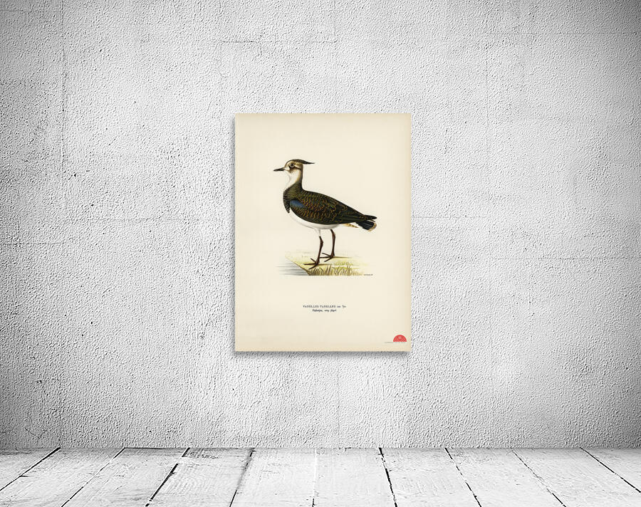 Nortnern lapwing vanellus vanellus Wall Preview