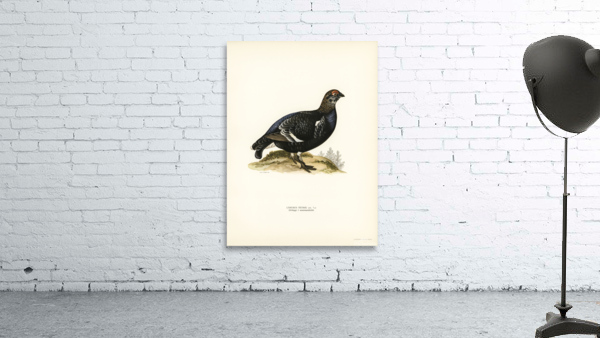 Black grouse Lyrurus Tetrix Wall Preview