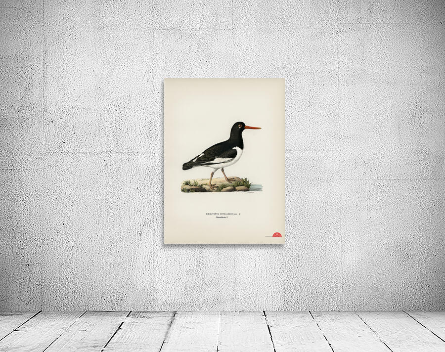 Eurasian oystercatcher ♀ Haematopus ostralegus Wall Preview