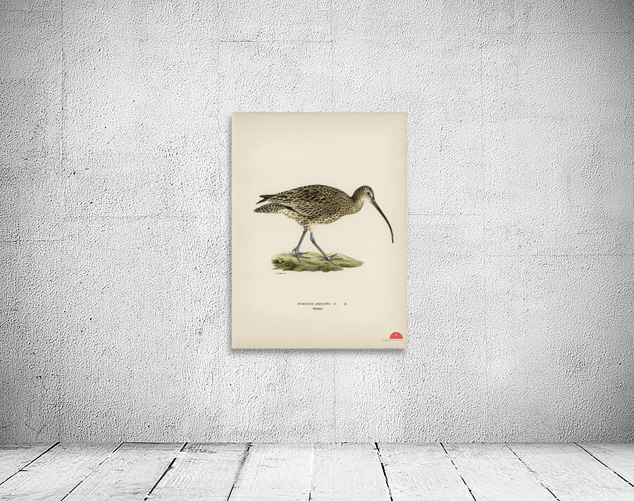 Eurasian curlew numenius arquatusf Wall Preview