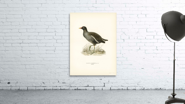 Common moorhen gallinula chloropus Wall Preview