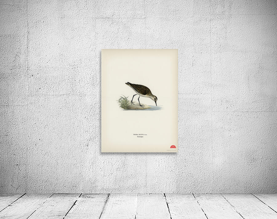 Little stint tringa minuta Wall Preview