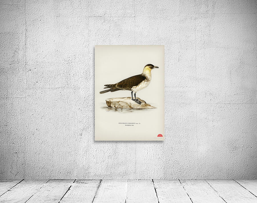 Pomarine jaeger Stercorarius pomarinus Wall Preview