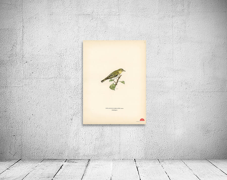 Wood Warbler Phylloscopus sibilatrix Wall Preview