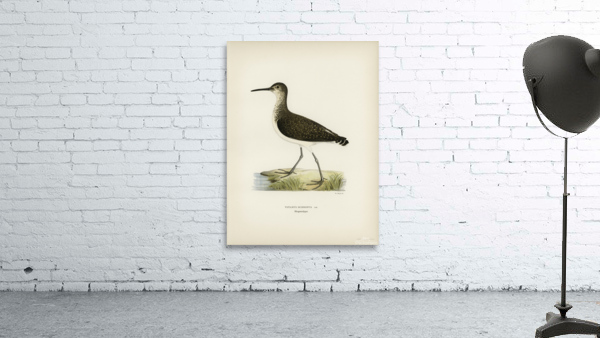 Green Sandpiper Totanus ochropus Wall Preview