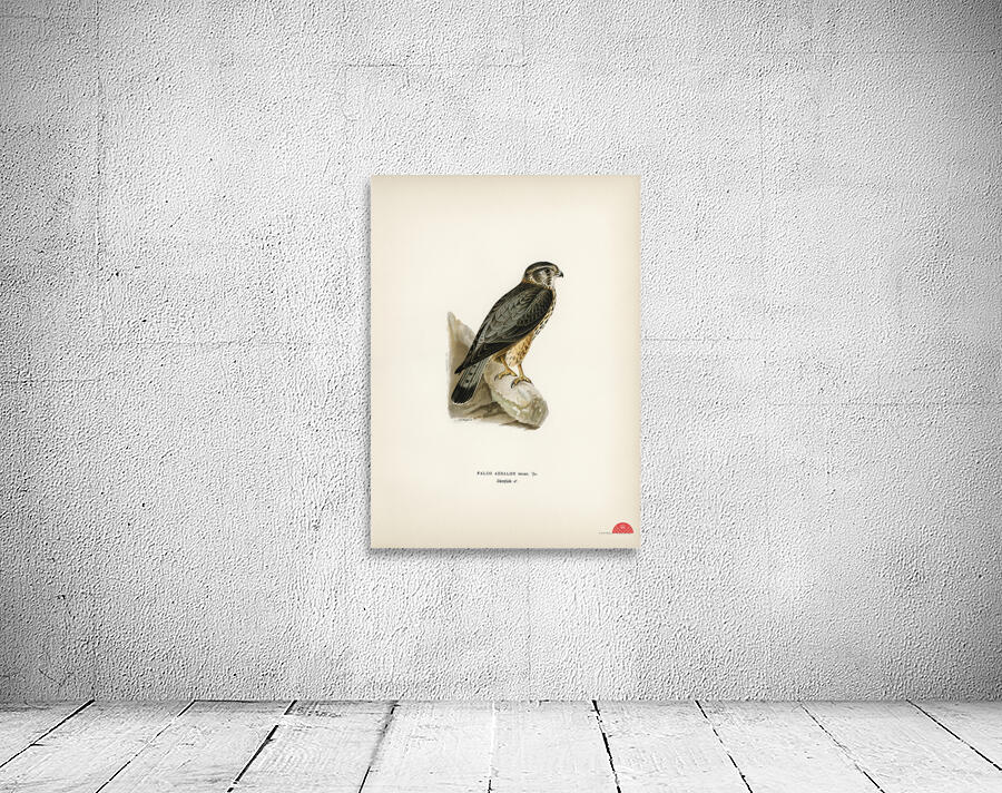 Merlin male Falco aesalon Wall Preview