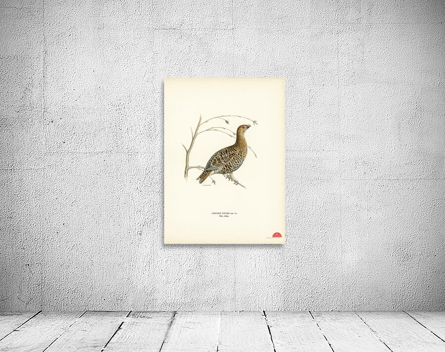 Black grouse Lyrurus tetrix Wall Preview