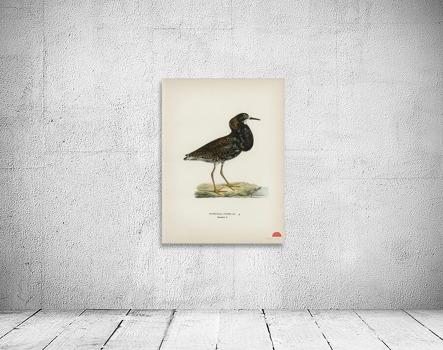 Ruff Pavoncella pugnaxr Wall Preview