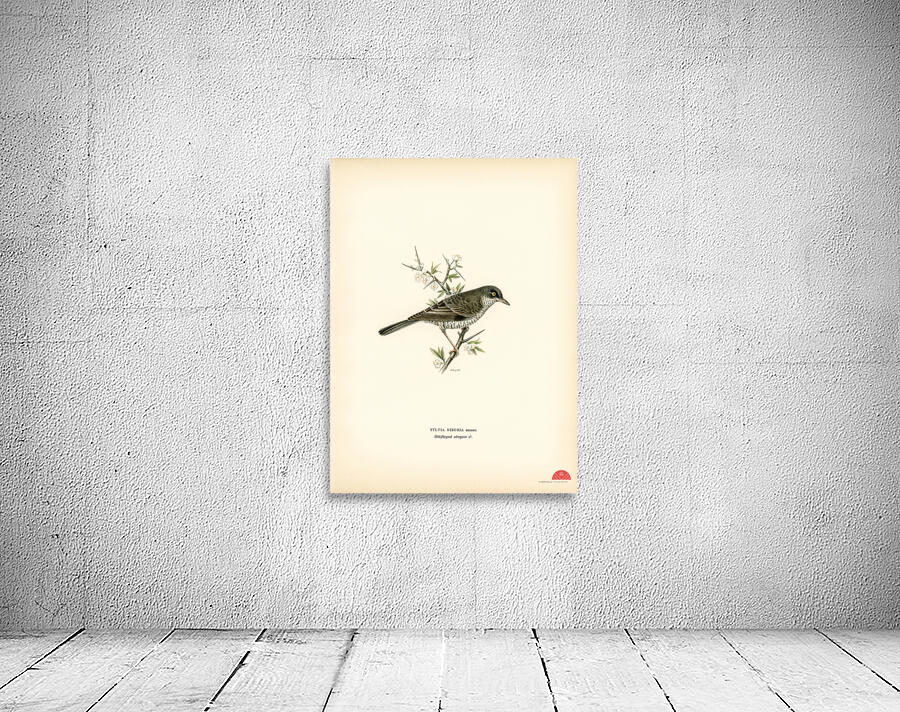 Barred warbler ♂ Sylvia nisoria Wall Preview