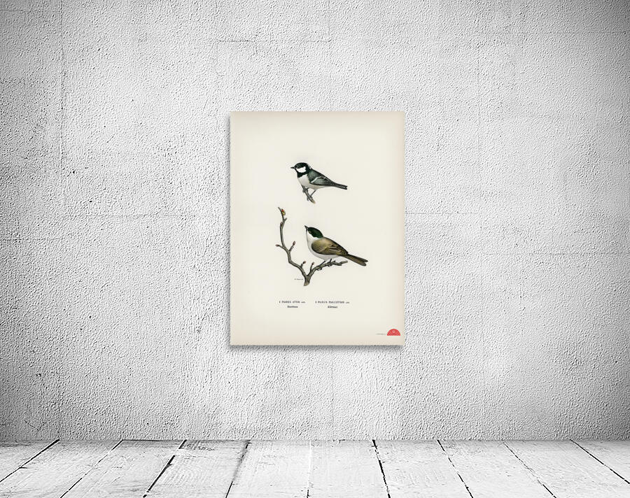 Coal Tit Parus Ater and Marsh Tit Parus Palustris Wall Preview