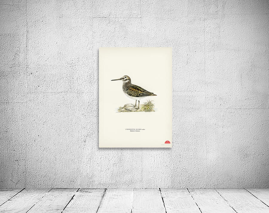 Jack snipe Lymnocryptes minimus Wall Preview