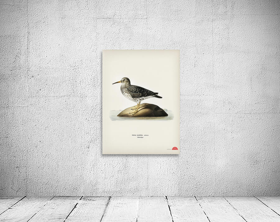 Purple Sandpiper tringa maritima Wall Preview