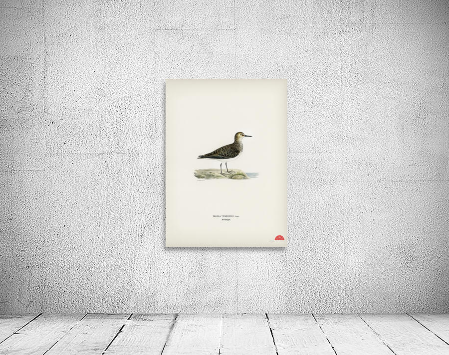 Temminck&39s Stint tringa temminckii Wall Preview