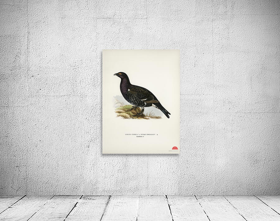 Hybrid between black grouse and western capercaillie Lyrurus tetrix ♂ x Tetrao urogallus ♀ Wall Preview