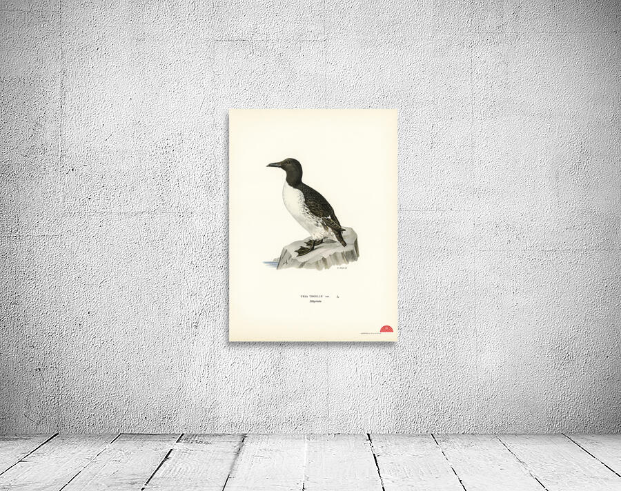 Uria troille Wall Preview