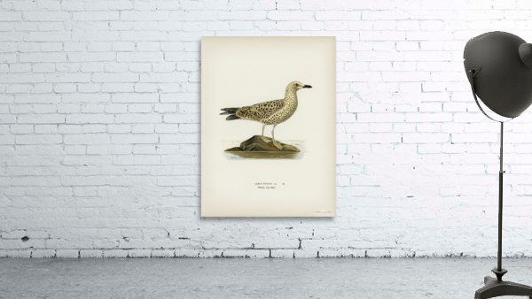 Leser black-backed gull Larus fuscus Wall Preview