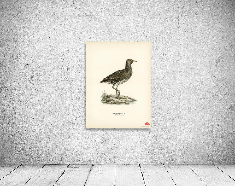 Water rail Rallus Aquaticus Wall Preview