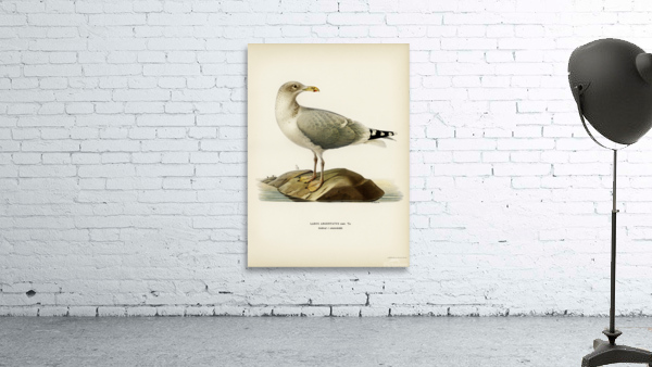 European herring gull Larus argentatus Wall Preview