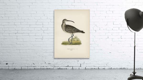 Whimbrel Numenius phaeopus Wall Preview