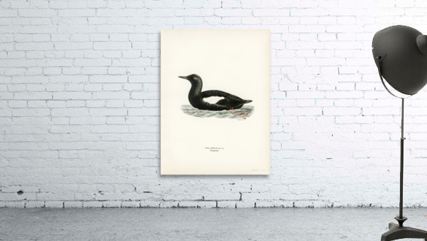 Black guillemot Uria Grylle Wall Preview