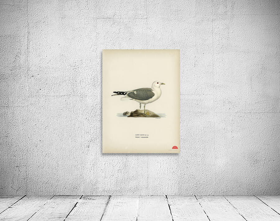 Common gull larus canu Wall Preview