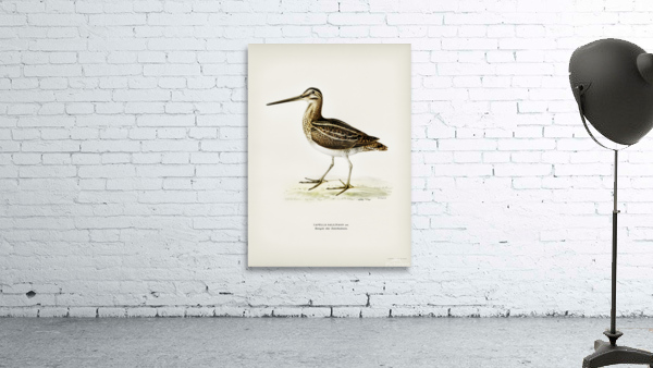 Common snipe capella gallinago Wall Preview