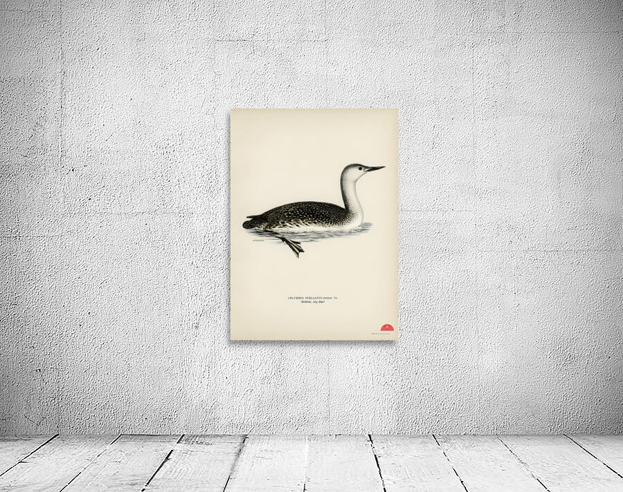 Red-thoated loon Colymbus stellatus Wall Preview