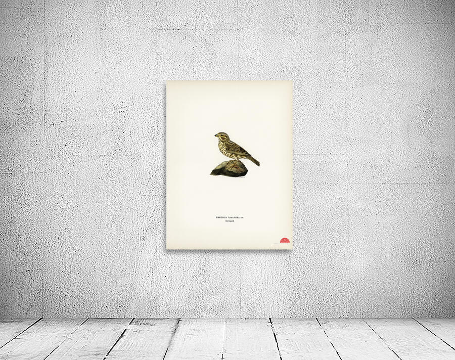 Corn bunting EMBERIZA CARLANDRA Wall Preview