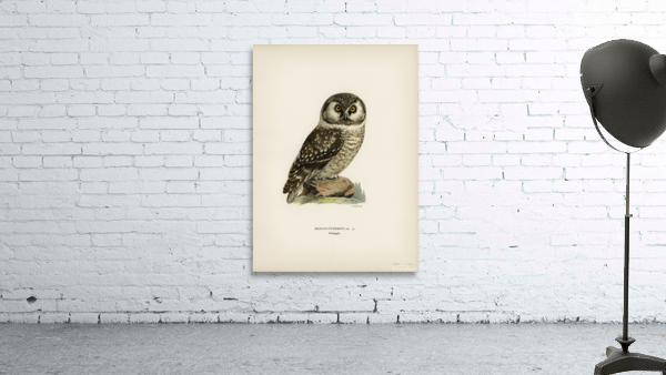 Boreal Owl Tengmalm&39s Owl Aegolius funereus Wall Preview