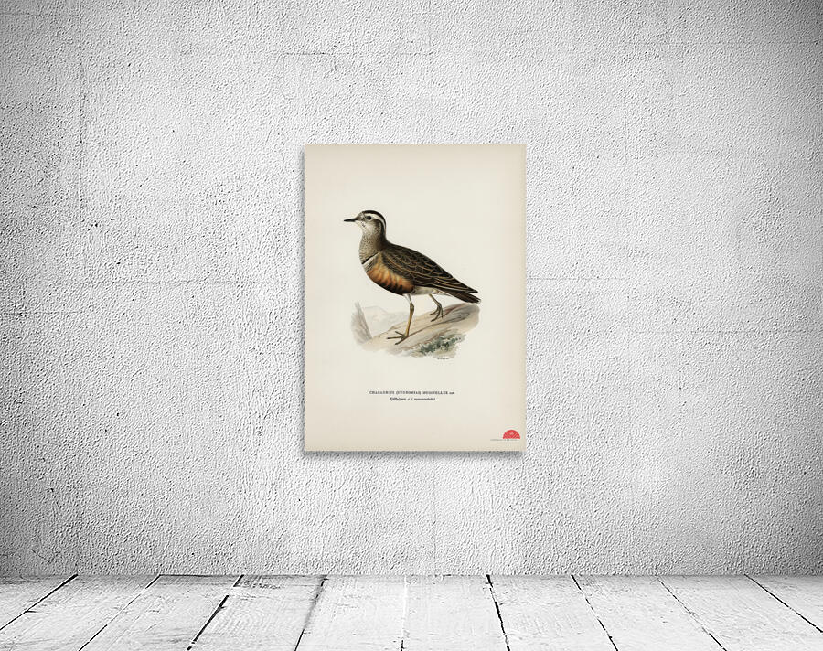 Eurasian dotterel ♂ Charadrius eudromias morinellus Wall Preview