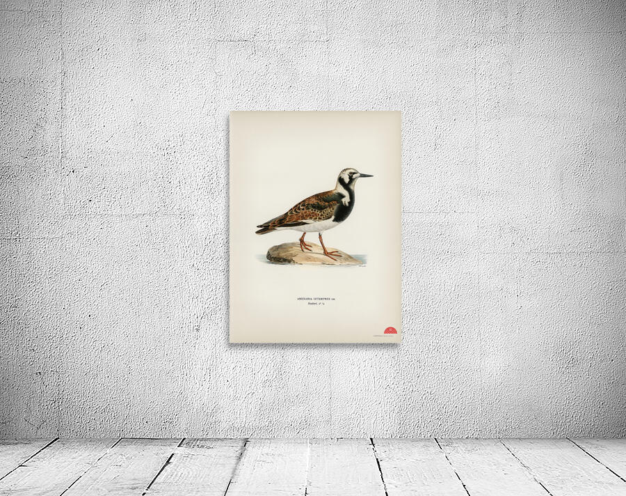 Ruddy turnstone arenaria interpres  Wall Preview