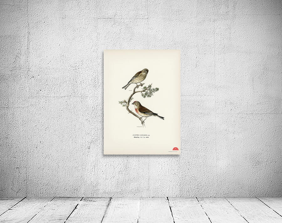 Common linnet Acanthis cannabina Wall Preview