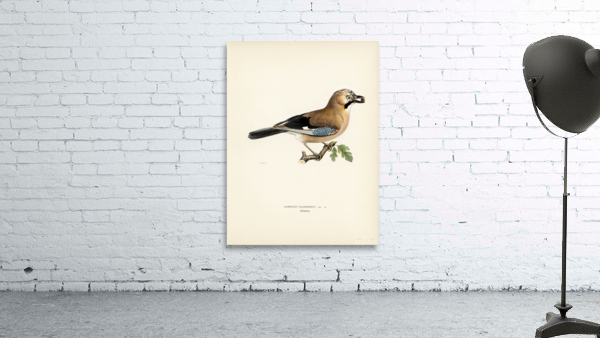 Eurasian jay Garrulus glandarius Wall Preview