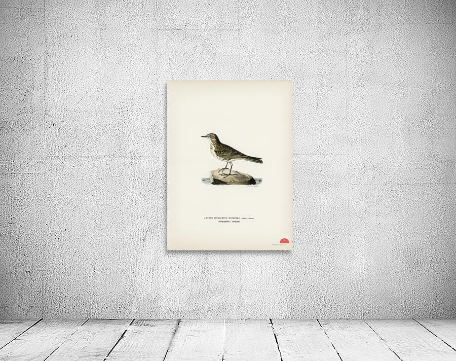 Water pipi ANTHUS SPINOLETTA RUPESTRIS Wall Preview