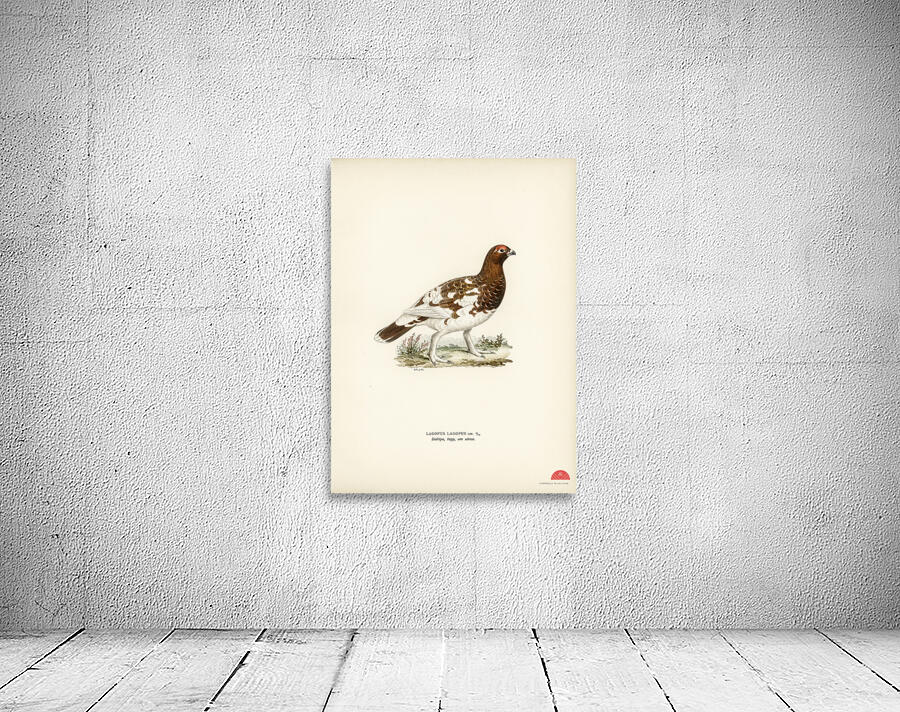 Willow ptarmigan Wall Preview