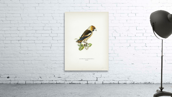 Hawfinch Coccothraustes coccothraustes Wall Preview
