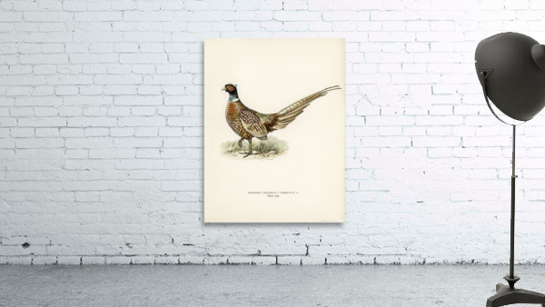 Ring-necked Pheasant phasianus colchicus torquatus Wall Preview