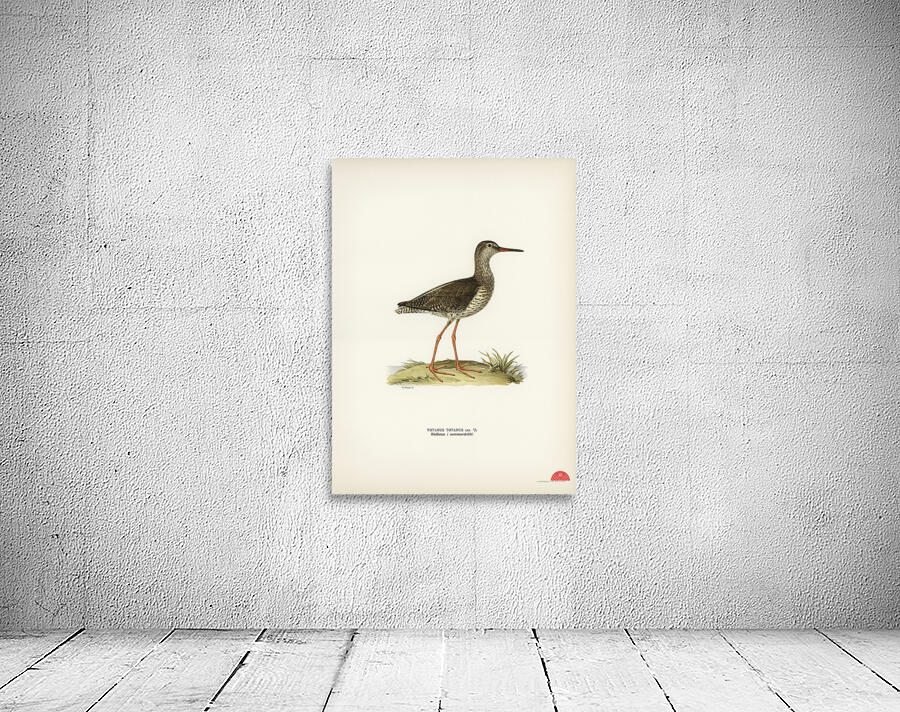 Common redshank Totanus totanus Wall Preview